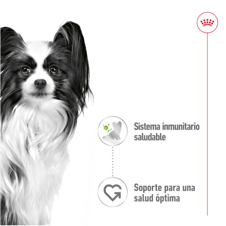 Royal Canin X-Small Adult saquetas com molho para cães, , large image number null